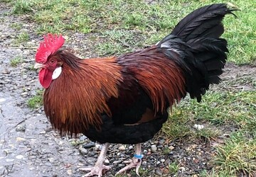 Volvo S80 267.271 km 3.180 &euro; Isny 