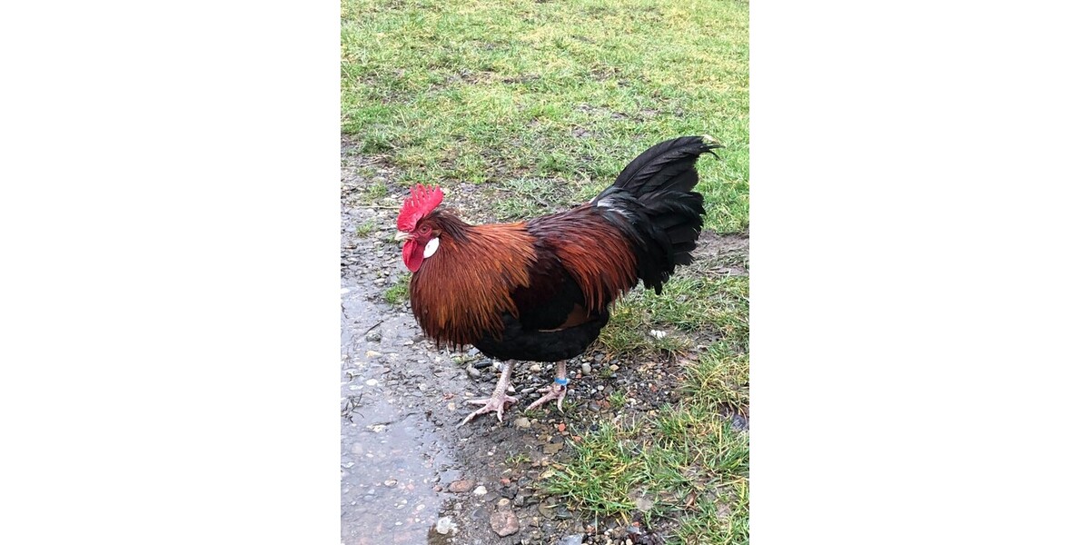 Volvo S80 267.271 km 3.180 &euro; Isny 