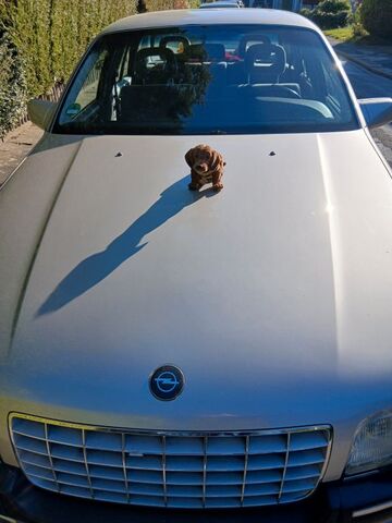Gebrauchte Opel Senator