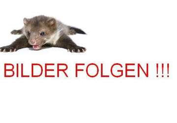 Dacia Dokker 76.000 km 14.600 &euro; Sonneberg 96515